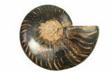 Cut & Polished Ammonite Fossil (Half) - Unusual Black Color #296289-1